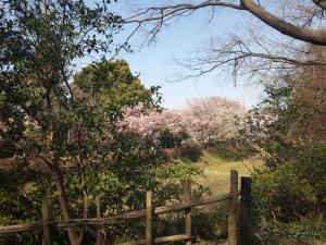 桜満開